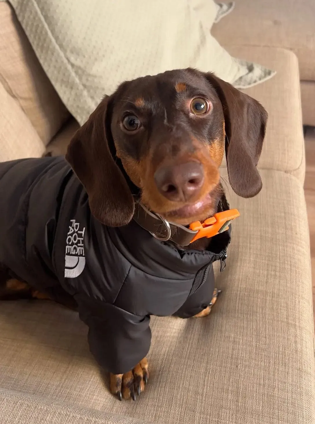 The Dog Face Jacket For Dachshunds