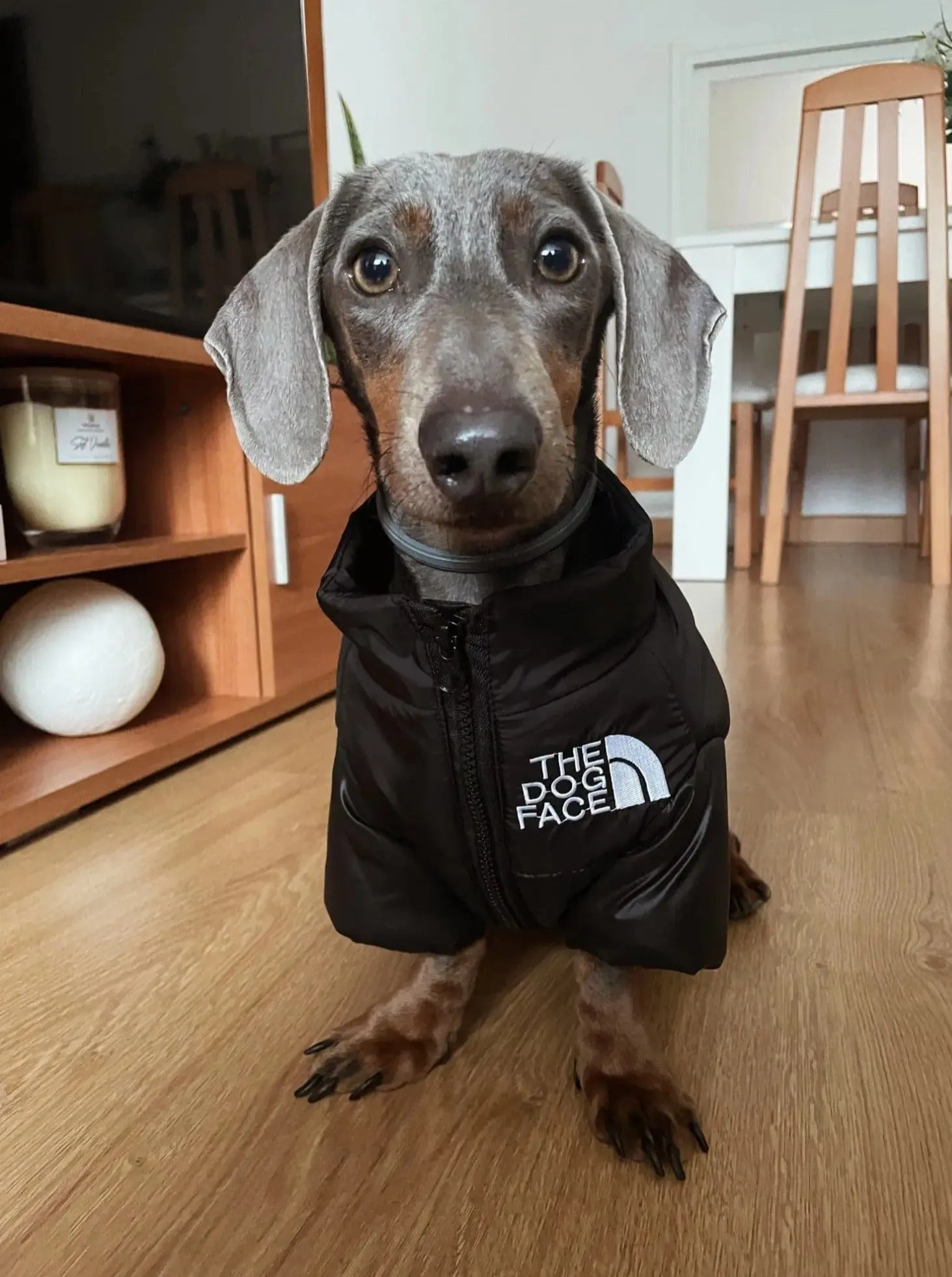 The Dog Face Jacket For Dachshunds