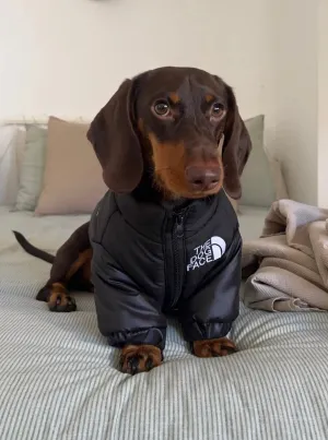The Dog Face Jacket For Dachshunds